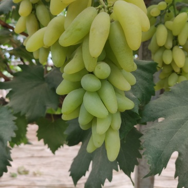 河南商丘宁陵县