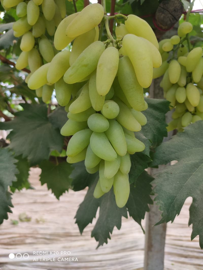 河南商丘宁陵县