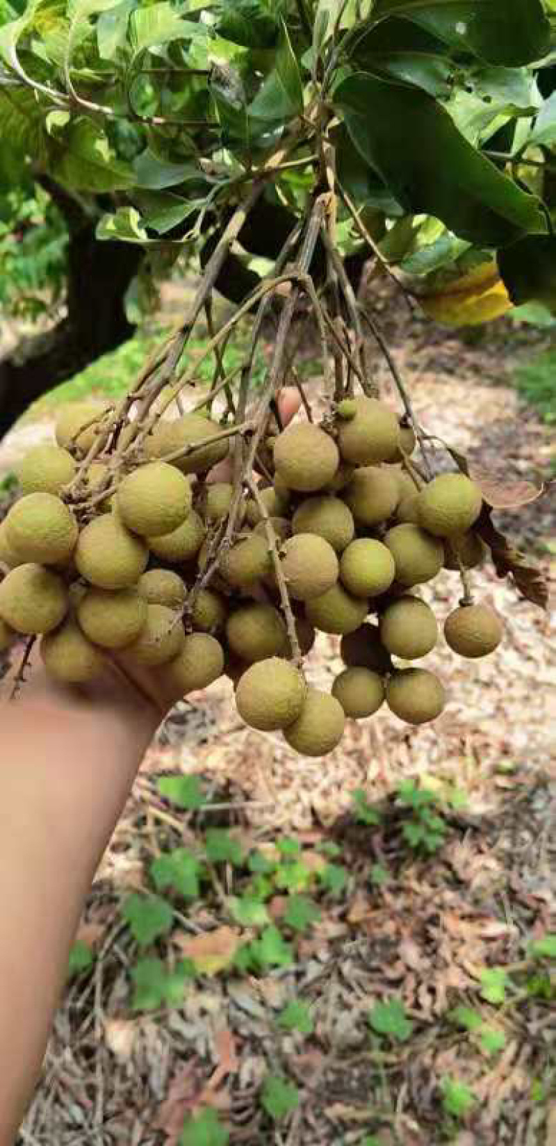 龙眼，石硖，准备大量上市