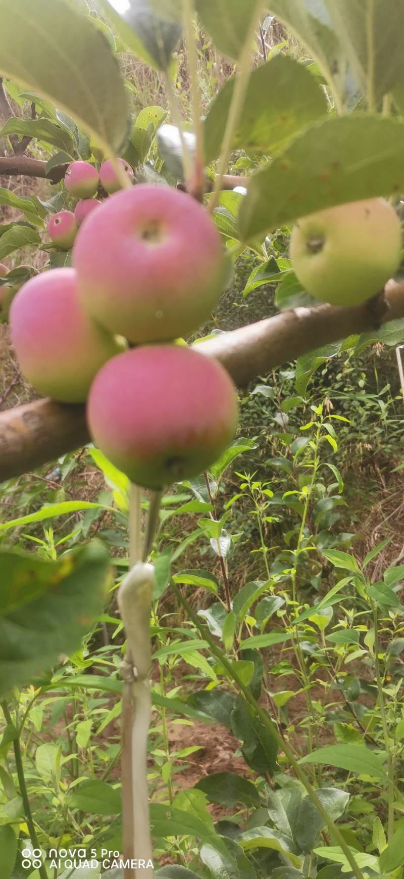 天水小苹果，口感好质量高，现摘现发，全国发货
