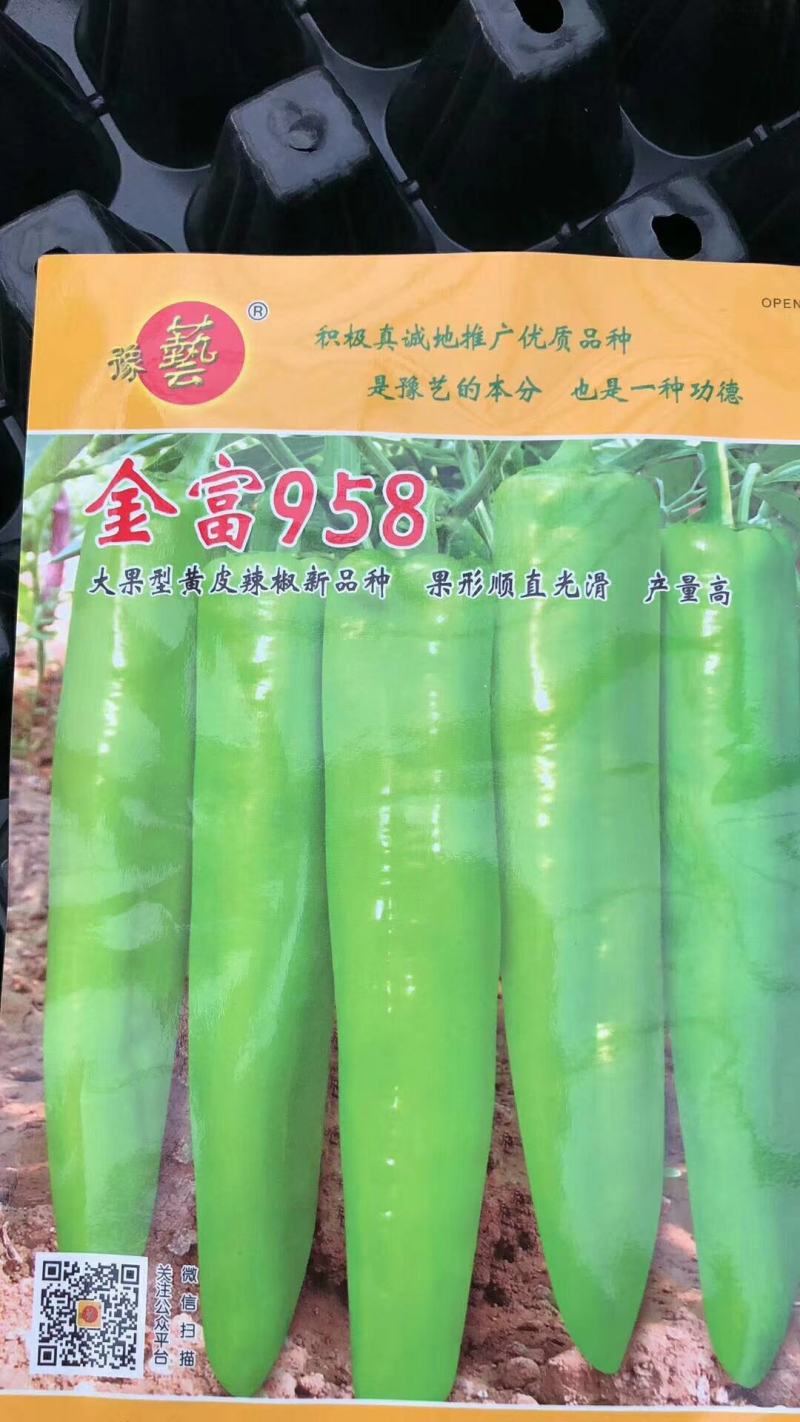 辣椒苗大果型高产抗病黄皮辣椒