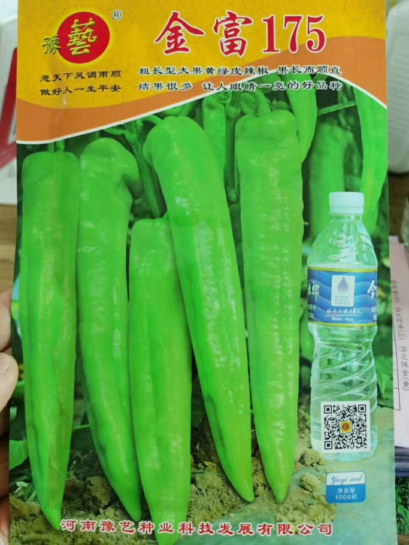 辣椒苗大果型高产抗病黄皮辣椒