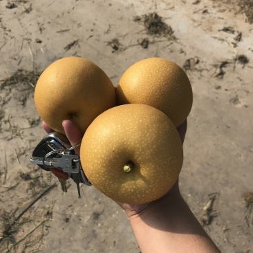 丰水梨大量上市
