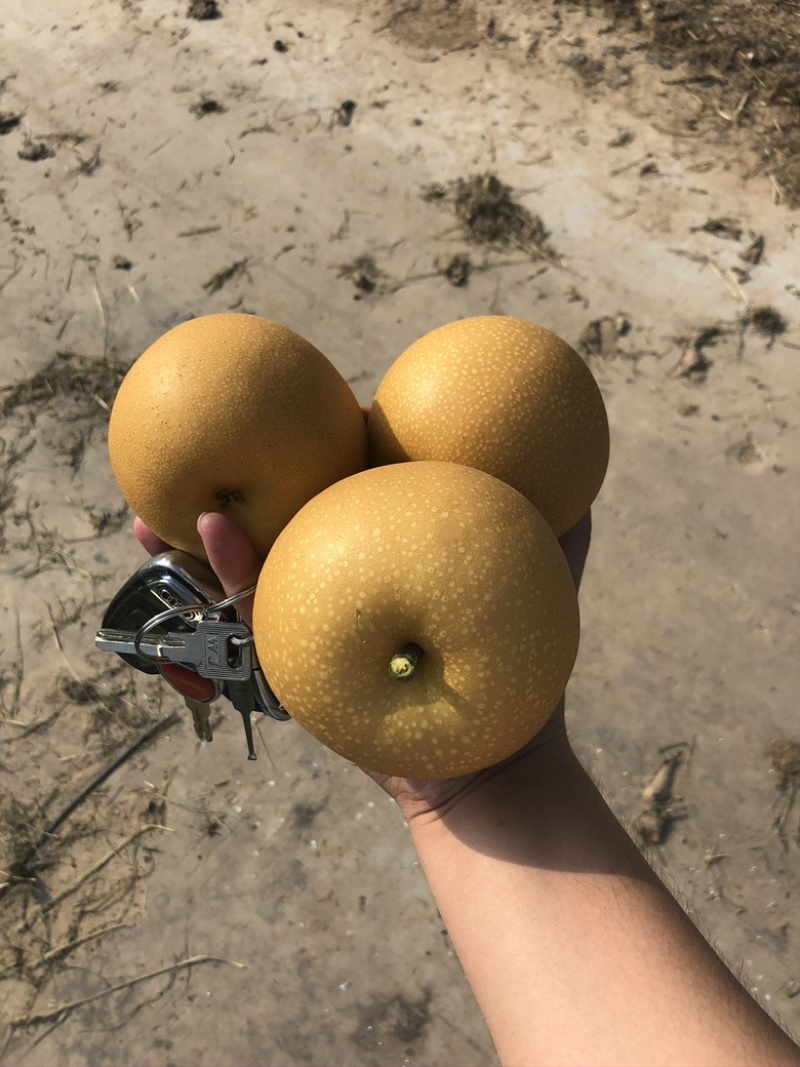 丰水梨大量上市