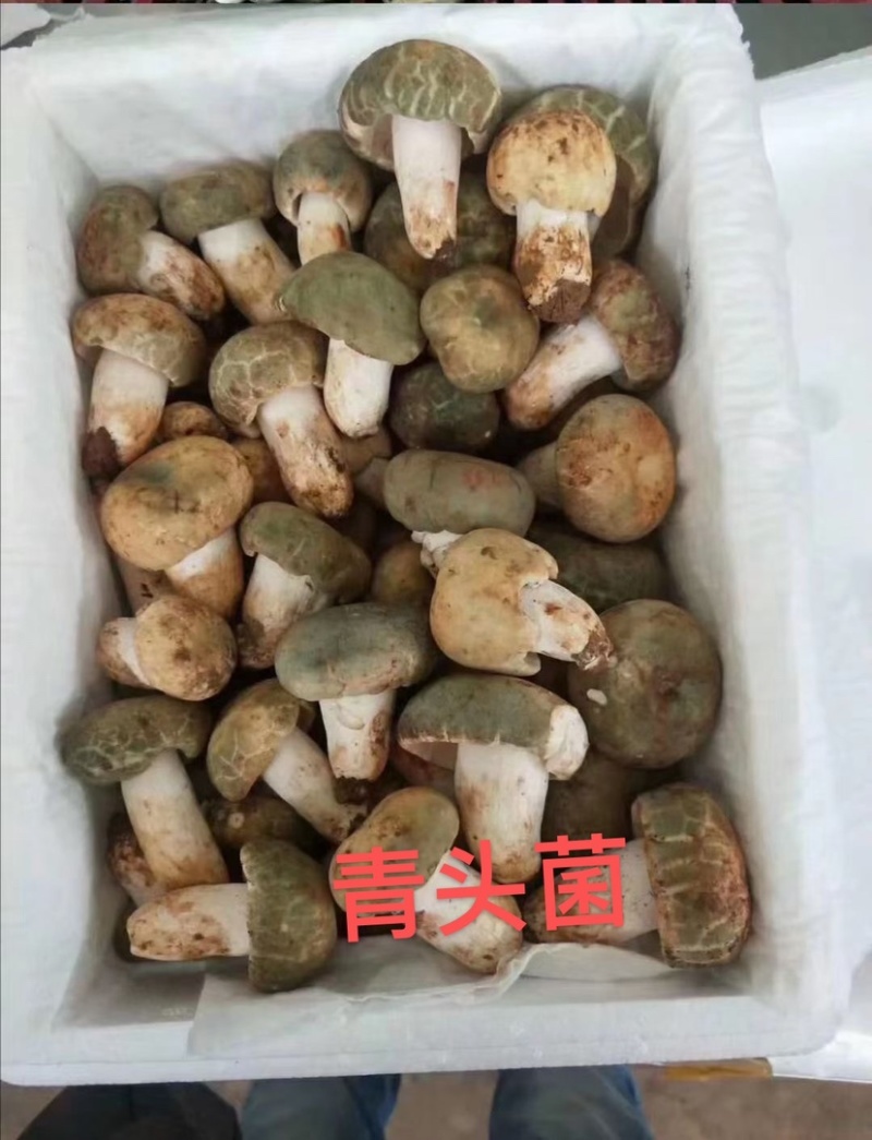 新鲜的青头菌