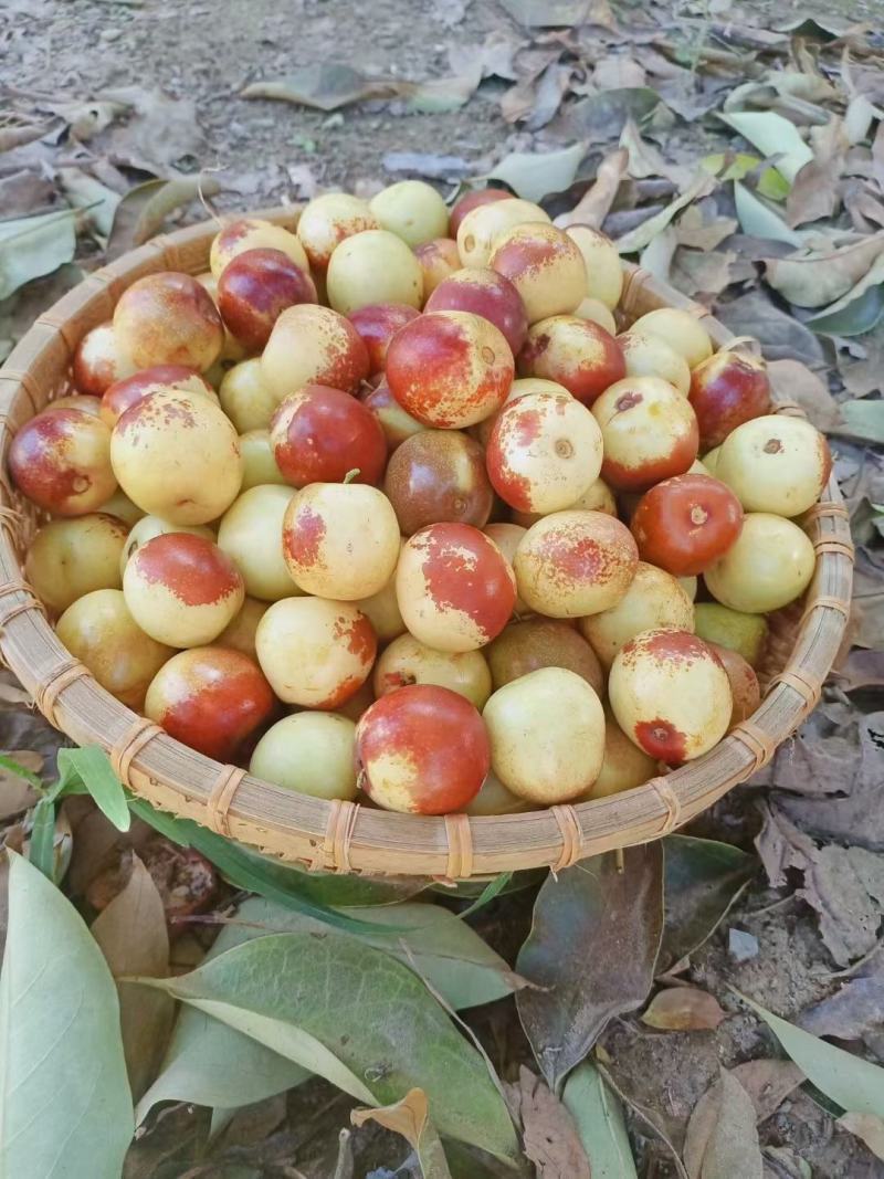 大荔冬枣，大量出售，你有价我有量，