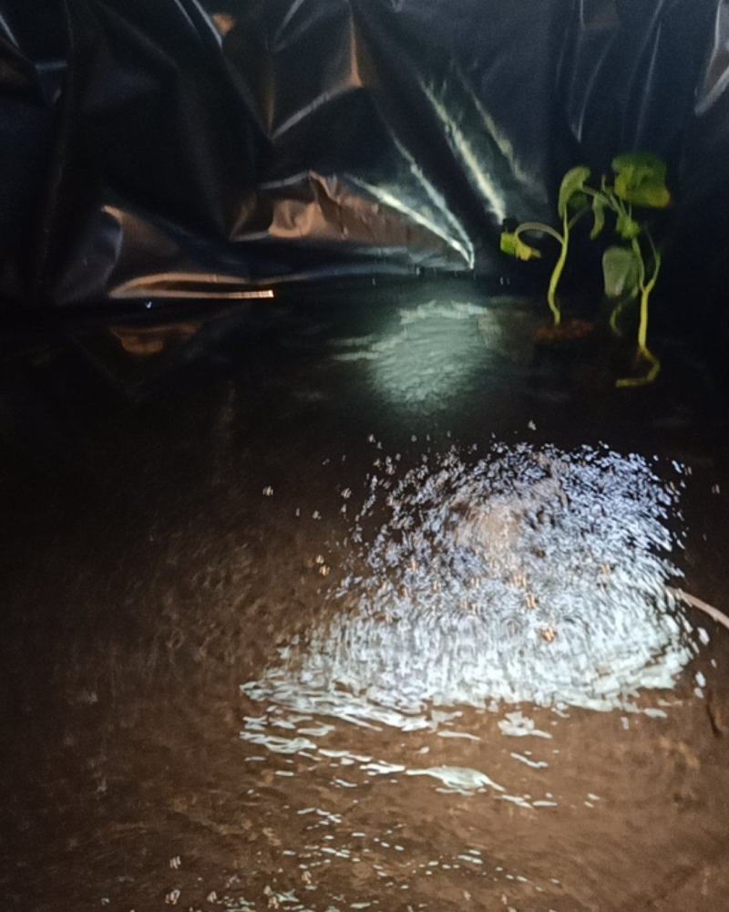 长鳍鱲马口鱲溪哥桃花鱼原生冷水鱼活体观赏鱼不加温凶