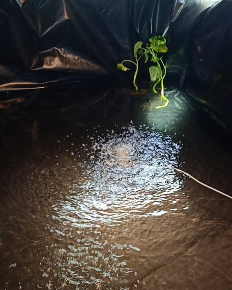 长鳍鱲马口鱲溪哥桃花鱼原生冷水鱼活体观赏鱼不加温凶