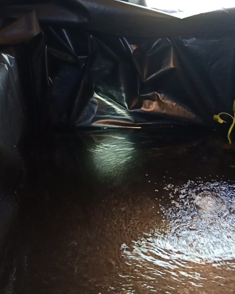 长鳍鱲马口鱲溪哥桃花鱼原生冷水鱼活体观赏鱼不加温凶