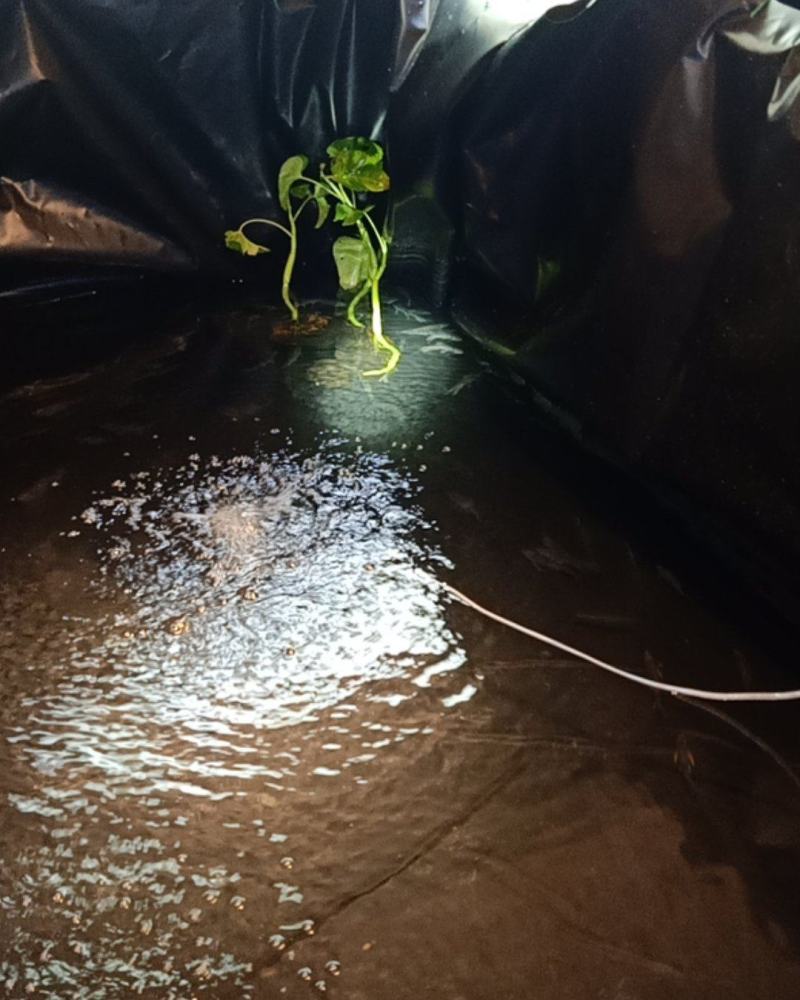 长鳍鱲马口鱲溪哥桃花鱼原生冷水鱼活体观赏鱼不加温凶
