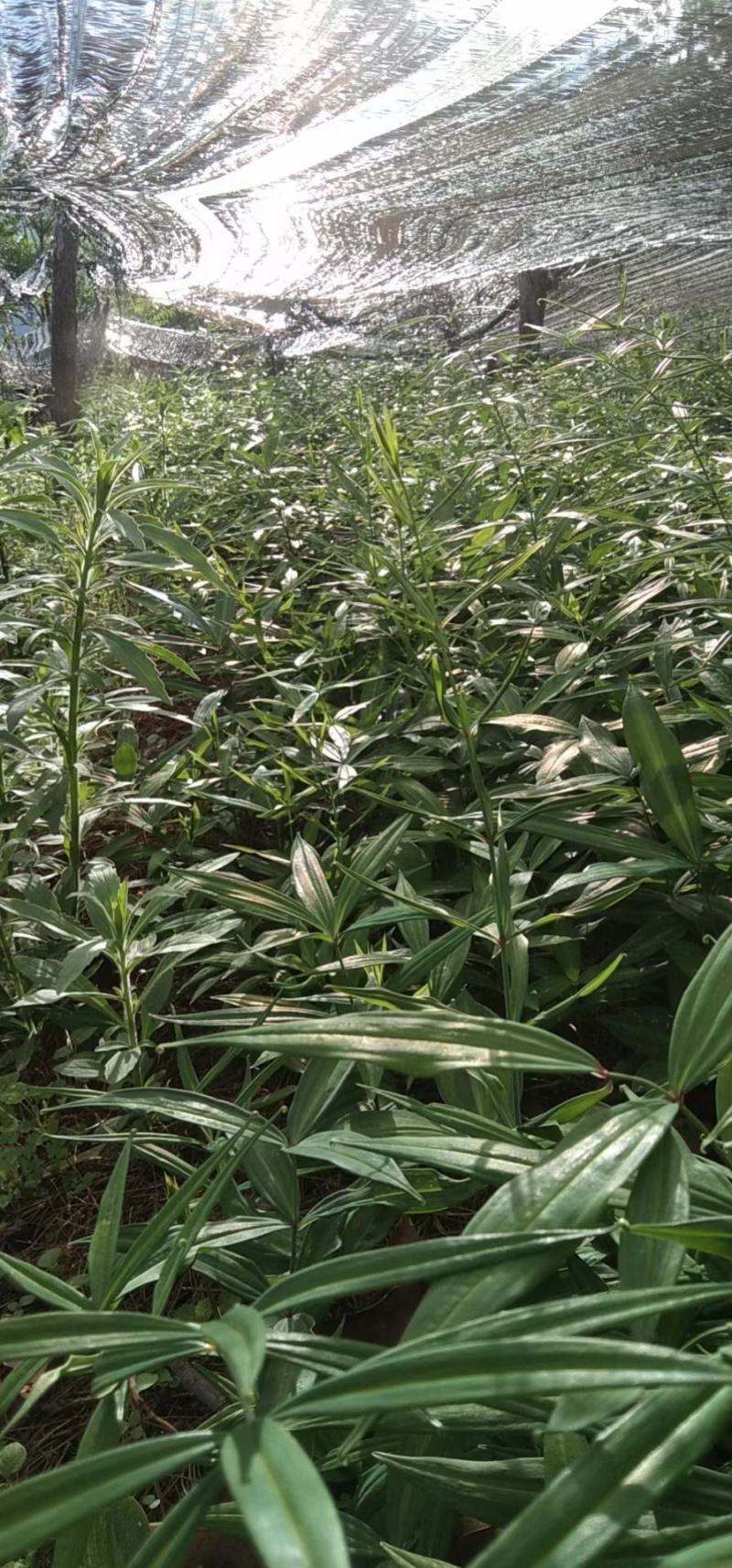 黄精种苗大苗新型农业中药材种植正宗滇黄精种苗