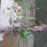 黄精种苗大苗新型农业中药材种植正宗滇黄精种苗