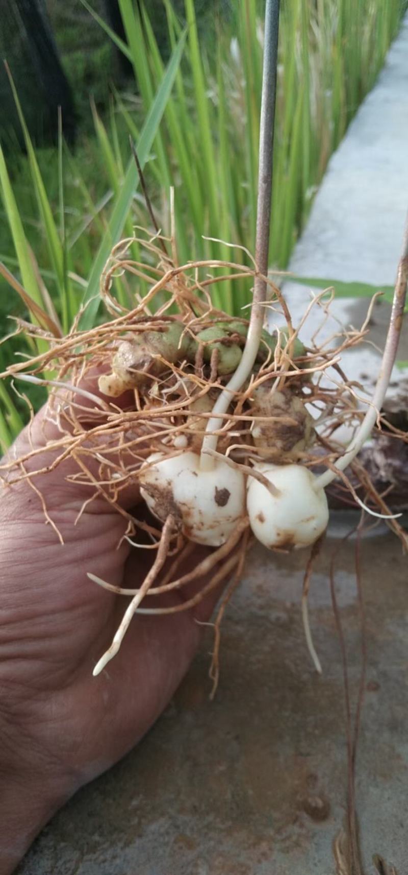 黄精种苗大苗新型农业中药材种植正宗滇黄精种苗