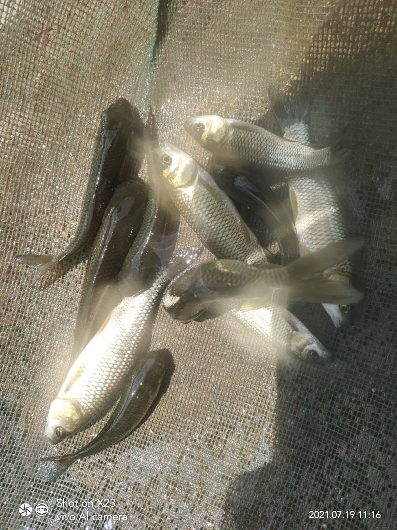 出售精品草鱼苗，抗病的大小齐全，
