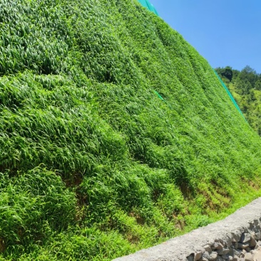 边坡绿化，矿山复绿，多台大型喷播机器设备