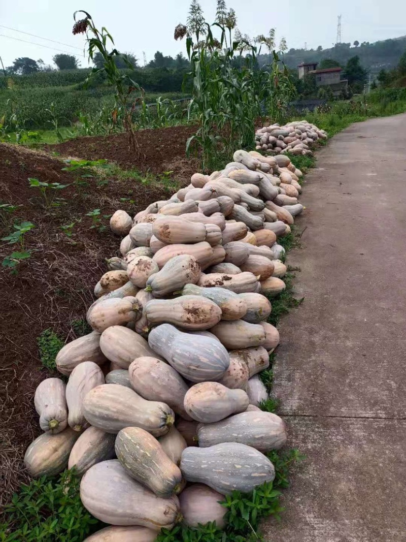 南瓜.甜蜜蜜的南瓜来了……西瓜翘.南瓜不翘