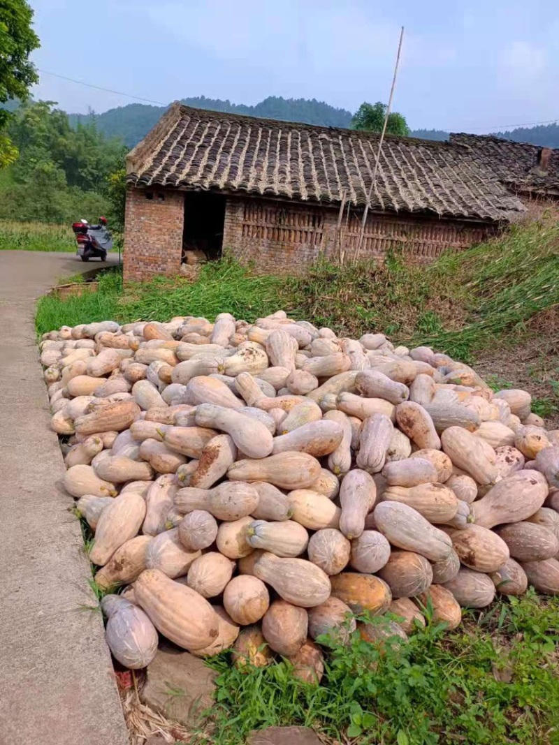 南瓜.甜蜜蜜的南瓜来了……西瓜翘.南瓜不翘