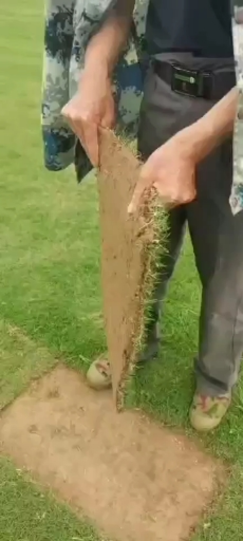 台湾青，百慕达各种草皮，边坡绿化，，矿山复绿工程