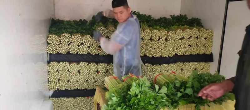 精品毛芹口感好，无空心一手源头价格公道，欢迎实地考察