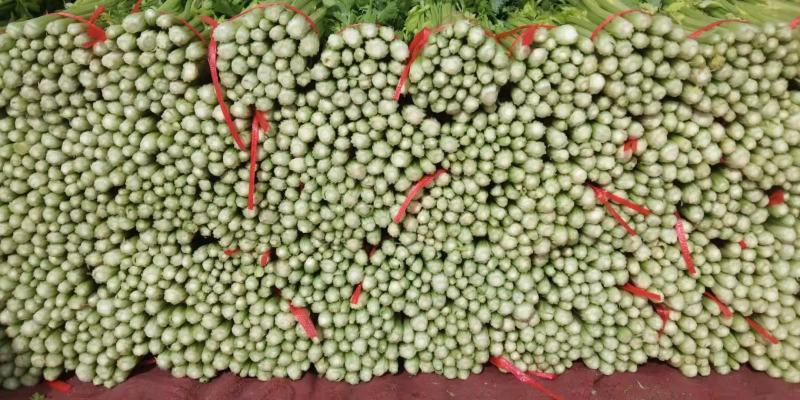 精品毛芹口感好，无空心一手源头价格公道，欢迎实地考察
