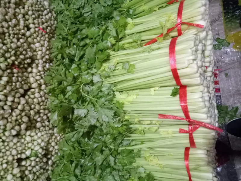 精品毛芹口感好，无空心一手源头价格公道，欢迎实地考察