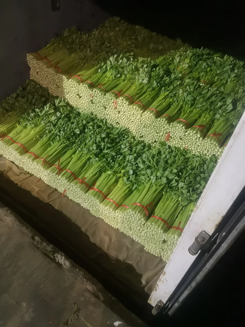 精品毛芹口感好，无空心一手源头价格公道，欢迎实地考察