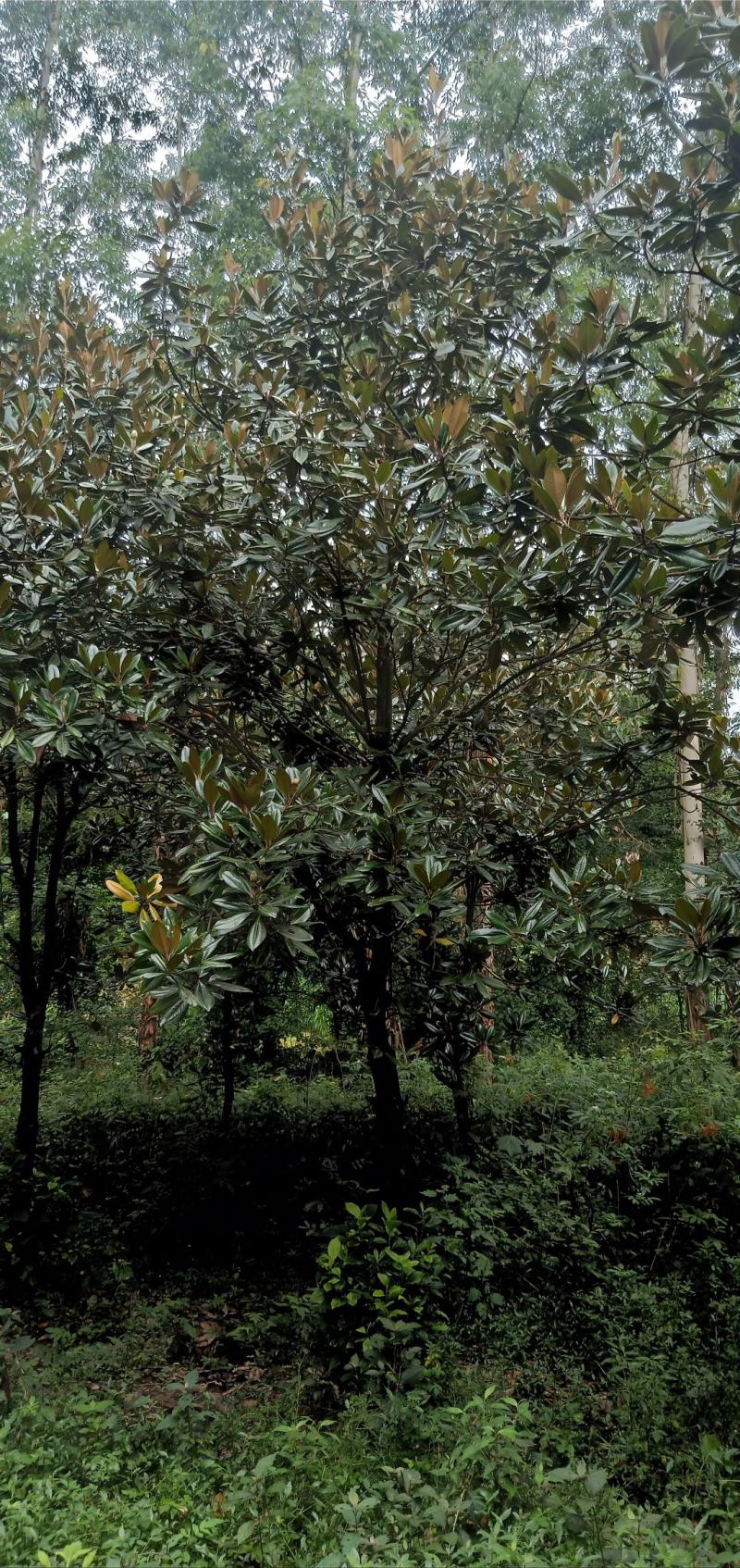 广玉兰，自家苗圃的货源，现场看树选购，规格齐全，量大从优