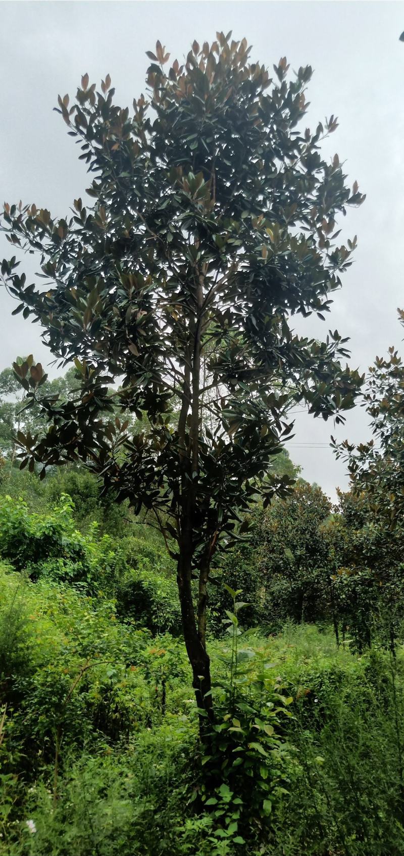 广玉兰，自家苗圃的货源，现场看树选购，规格齐全，量大从优