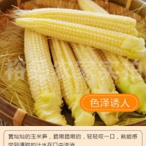 玉米笋迷你小玉米水果玉米无农药现摘新鲜蔬菜沙拉蔬菜包邮。