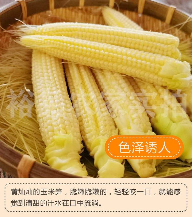 玉米笋迷你小玉米水果玉米无农药现摘新鲜蔬菜沙拉蔬菜包邮。