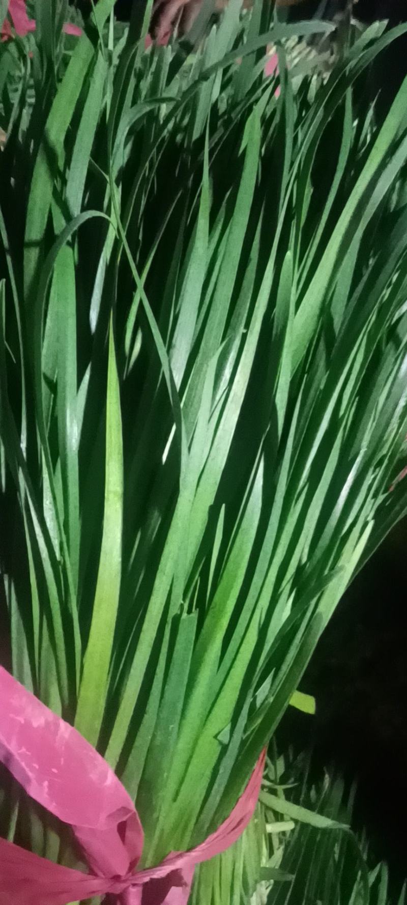 韭菜