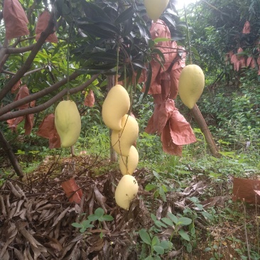 鹰嘴攀枝花芒果芒凯特光果白袋凯特黄袋凯特黄袋晒果