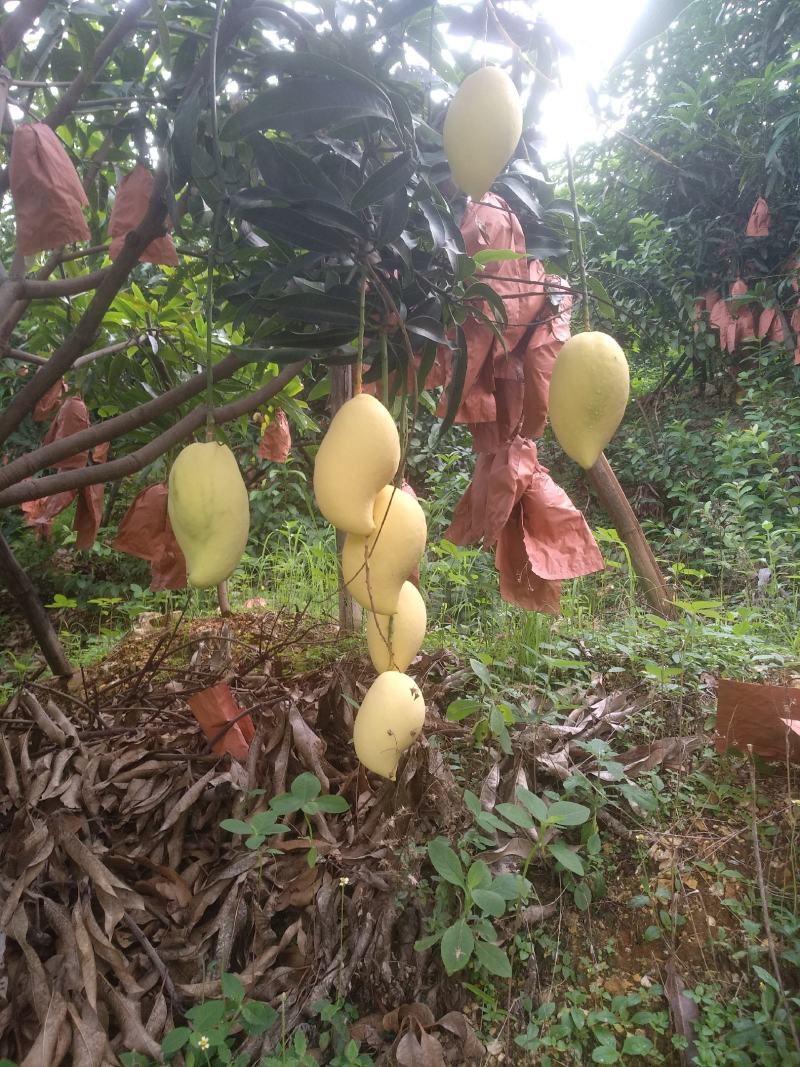 鹰嘴攀枝花芒果芒凯特光果白袋凯特黄袋凯特黄袋晒果