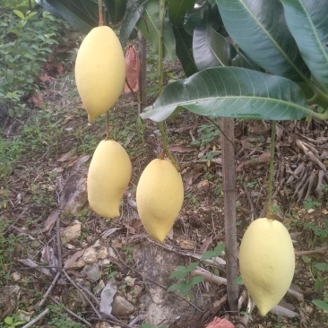 鹰嘴攀枝花芒果芒凯特光果白袋凯特黄袋凯特黄袋晒果