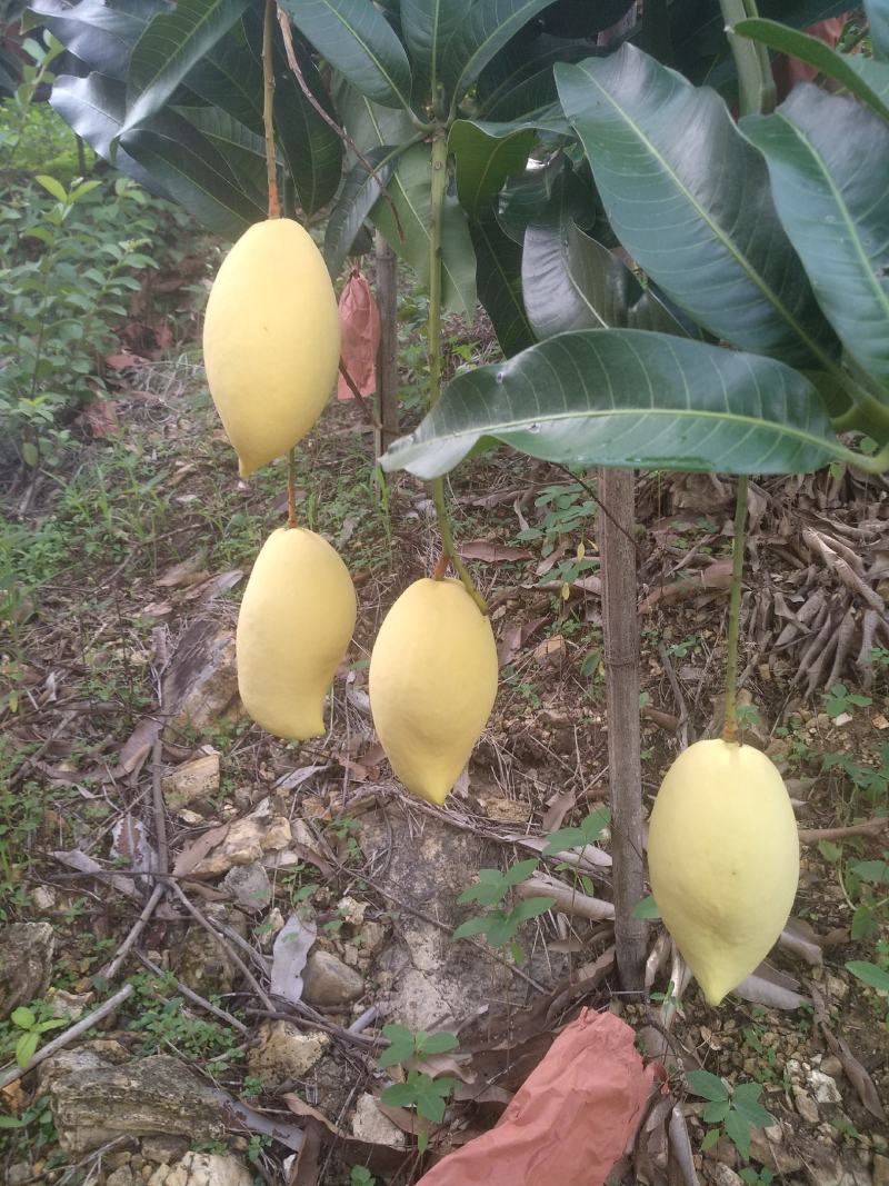 鹰嘴攀枝花芒果芒凯特光果白袋凯特黄袋凯特黄袋晒果