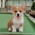 柯基犬柯基幼犬活体小短腿可爱家犬陪伴犬