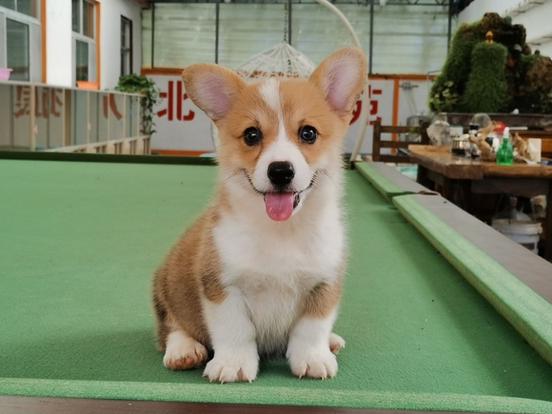 柯基犬柯基幼犬活体小短腿可爱家犬陪伴犬