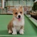 柯基犬柯基幼犬活体小短腿可爱家犬陪伴犬