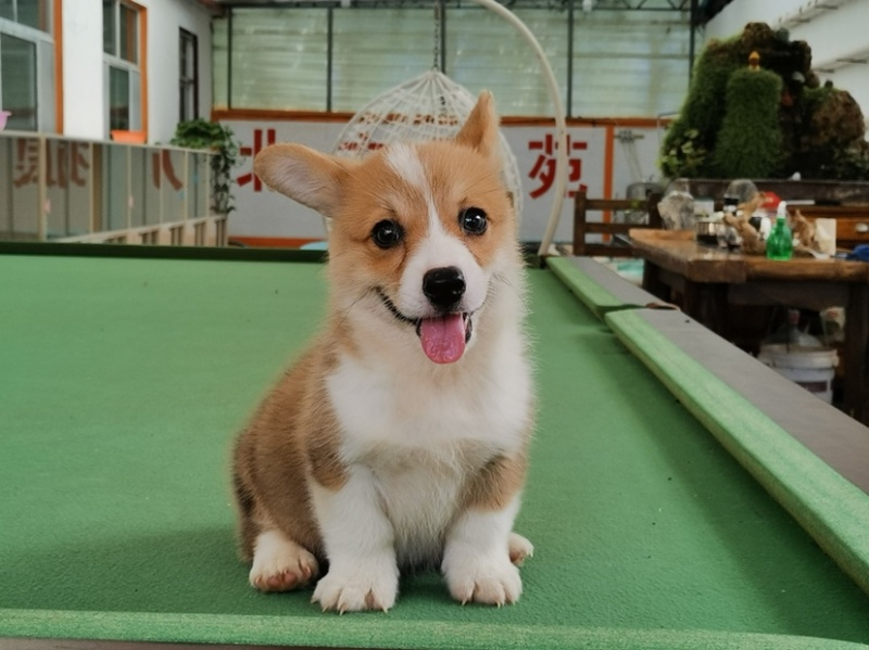 柯基犬柯基幼犬活体小短腿可爱家犬陪伴犬