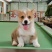 柯基犬柯基幼犬活体小短腿可爱家犬陪伴犬
