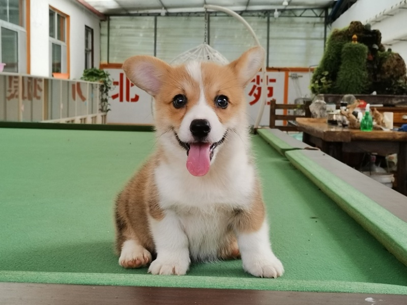 柯基犬柯基幼犬活体小短腿可爱家犬陪伴犬