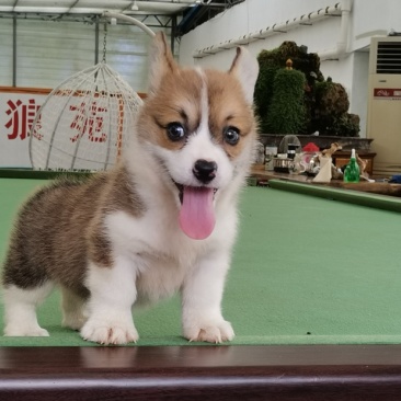 柯基犬柯基幼犬活体小短腿可爱家犬陪伴犬