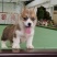 柯基犬柯基幼犬活体小短腿可爱家犬陪伴犬