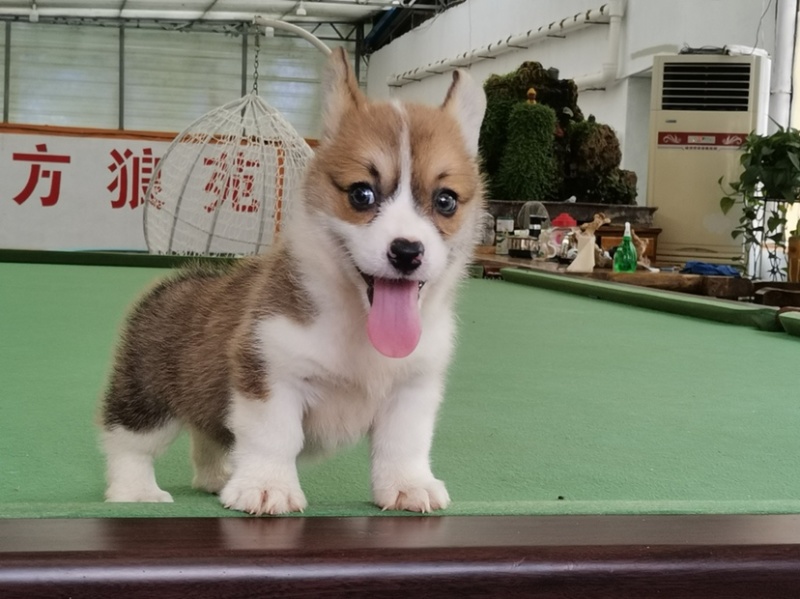 柯基犬柯基幼犬活体小短腿可爱家犬陪伴犬