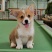 柯基犬柯基幼犬活体小短腿可爱家犬陪伴犬