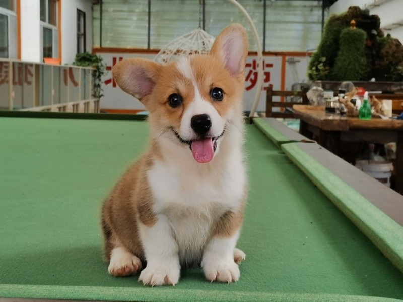 柯基犬柯基幼犬活体小短腿可爱家犬陪伴犬
