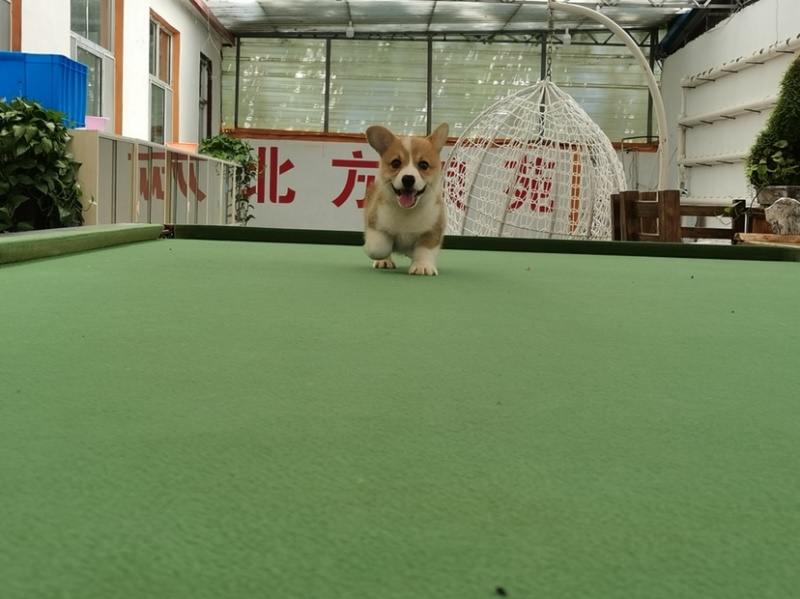 柯基犬柯基幼犬活体小短腿可爱家犬陪伴犬