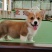 柯基犬柯基幼犬活体小短腿可爱家犬陪伴犬