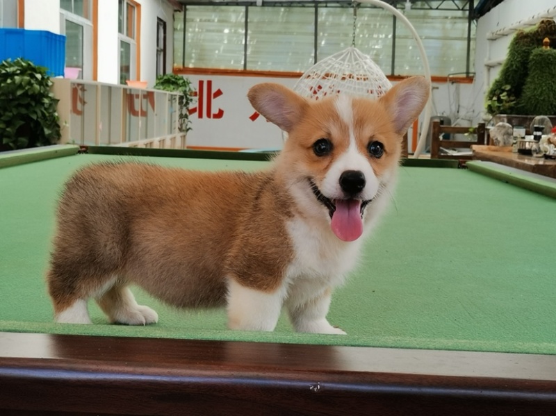 柯基犬柯基幼犬活体小短腿可爱家犬陪伴犬