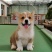 柯基犬柯基幼犬活体小短腿可爱家犬陪伴犬